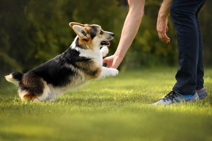 人にとびつこうとする小型犬