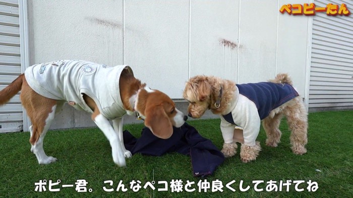 対照的な2匹ですが、どちらも可愛い♪