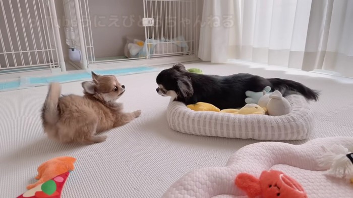 えびちゃんが威嚇!!