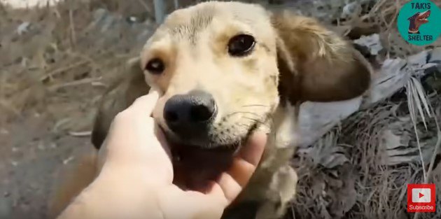 甘える犬