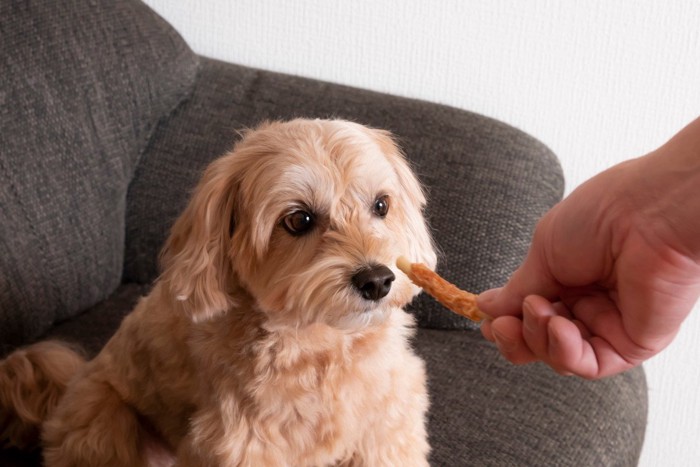 ささみ巻きガムを犬に差し出す