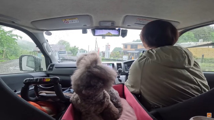 運転する女性と犬の後姿