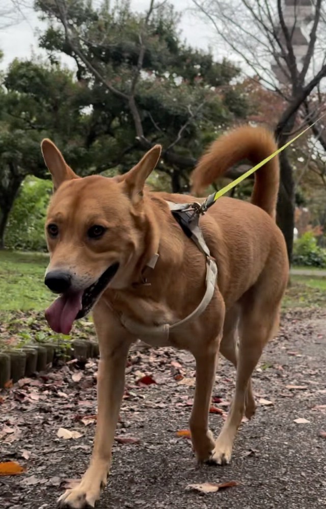 散歩する犬