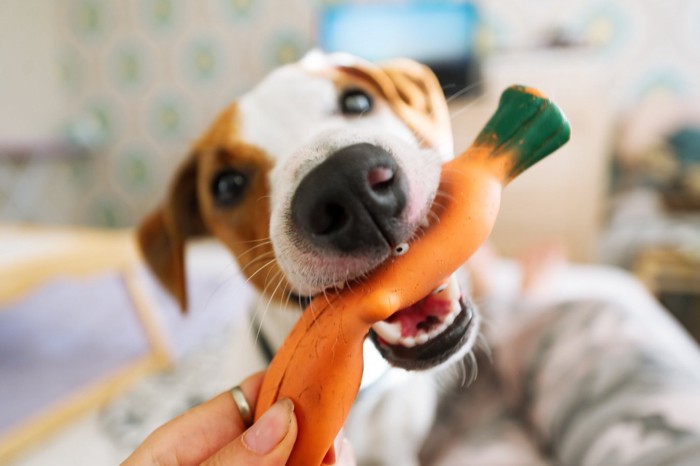 飼い主とおもちゃで遊ぶ犬