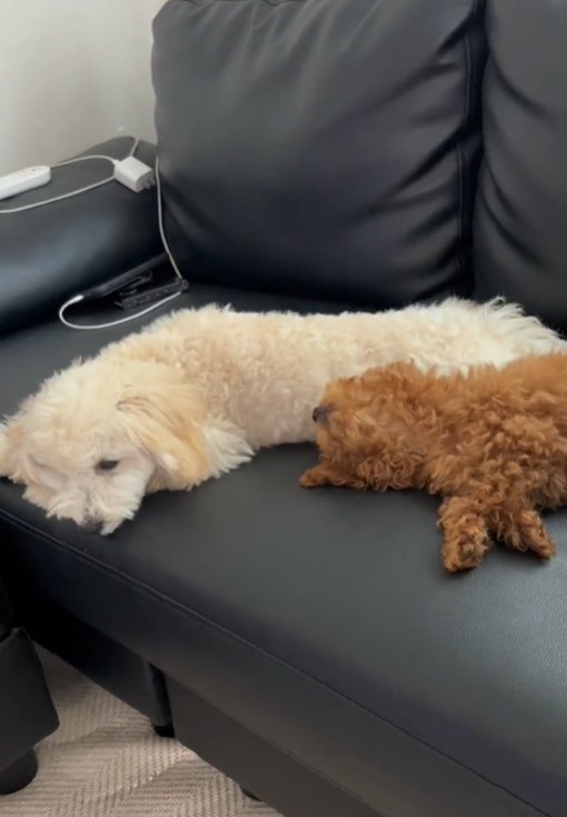 寝る2匹の犬