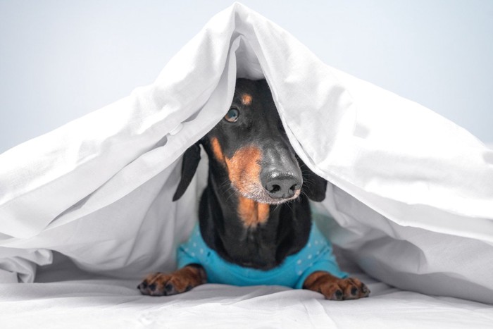 布団に潜り込んでいる犬