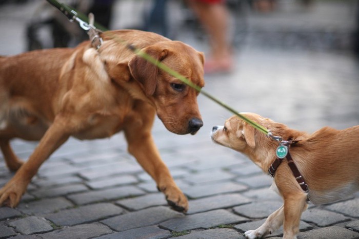 体格差のある犬二匹