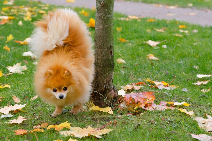 木にマーキングする犬