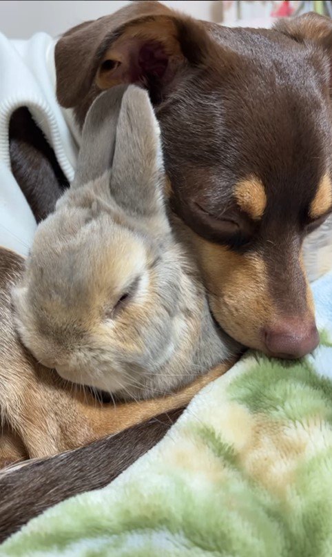 チロルちゃんと小鉄ちゃん