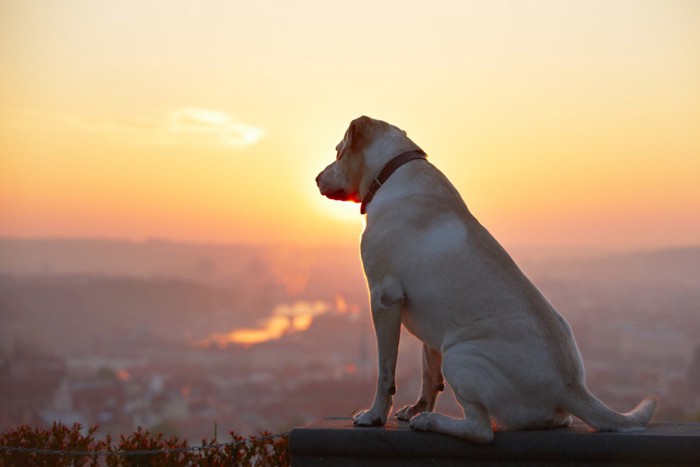 朝日を見ている犬