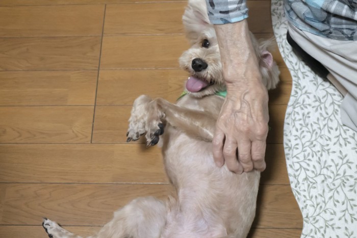 床に寝転がり撫でられる犬