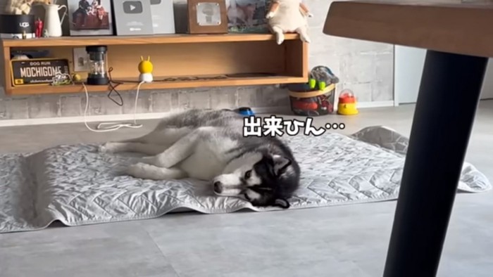 ヘソ天ができないおこめくん