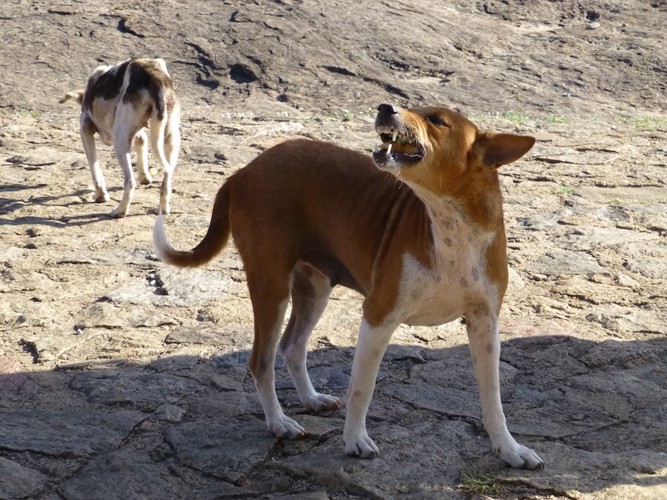 外で吠える犬