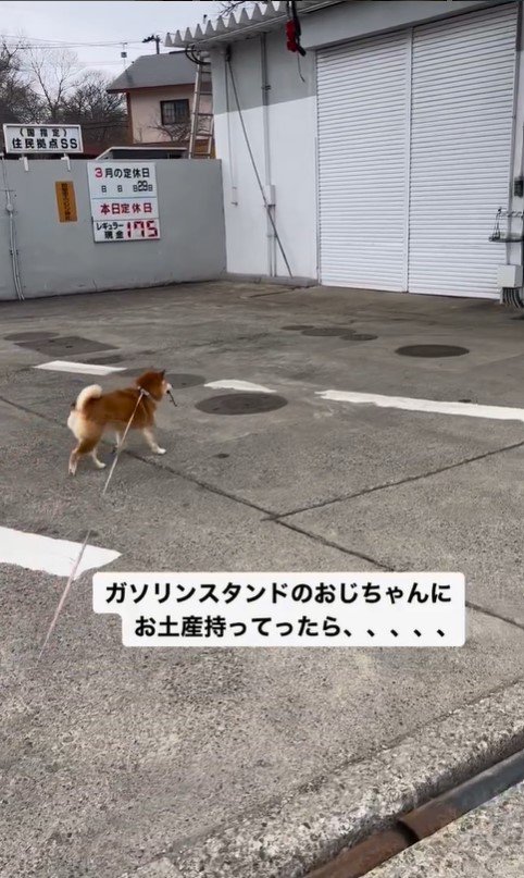 ガソリンスタンドを訪れたハナちゃん2