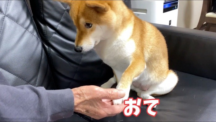 おじいちゃんに「お手」をする犬