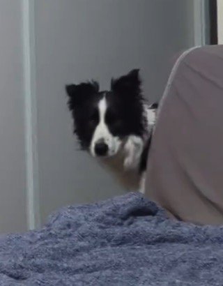 寝室に入ってくる白黒模様の犬