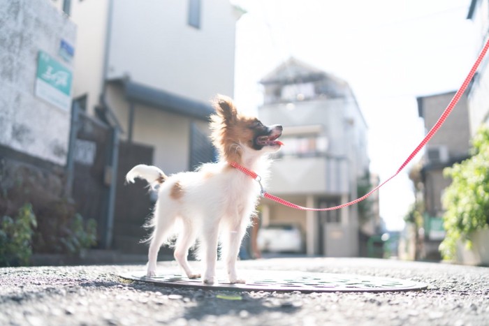 子犬の散歩