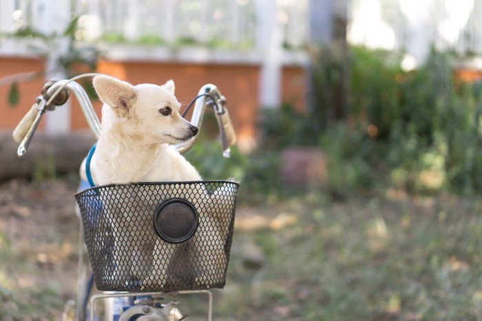 自転車のかごの中で飼い主を待つ犬