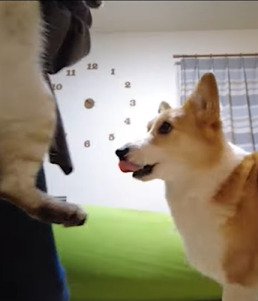 抱っこされる猫を見る犬