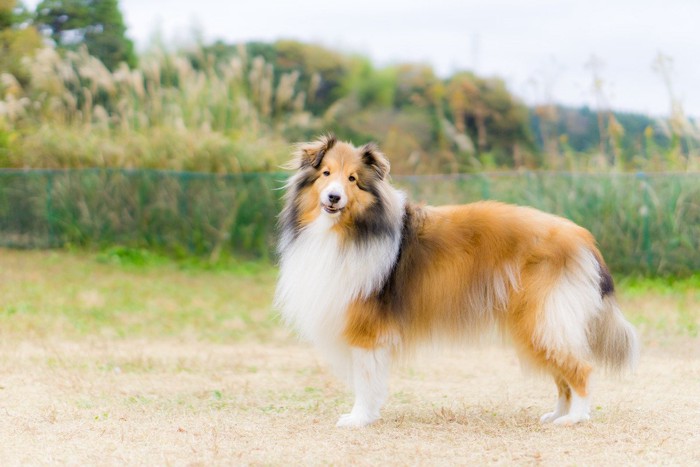 牧羊犬