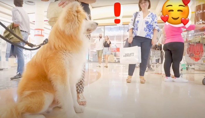 座った秋田犬の横姿