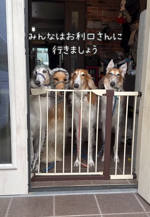 乗り越えた大型犬を見送る大型犬達