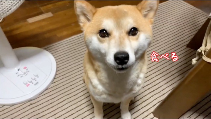 飼い主を見上げる犬