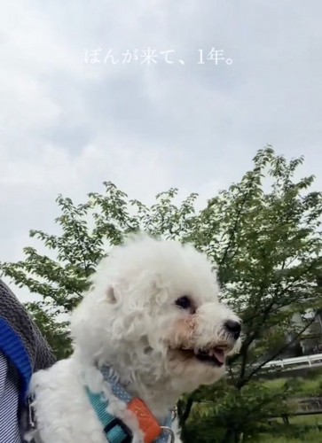 ぽんちゃん、穏やかな笑顔