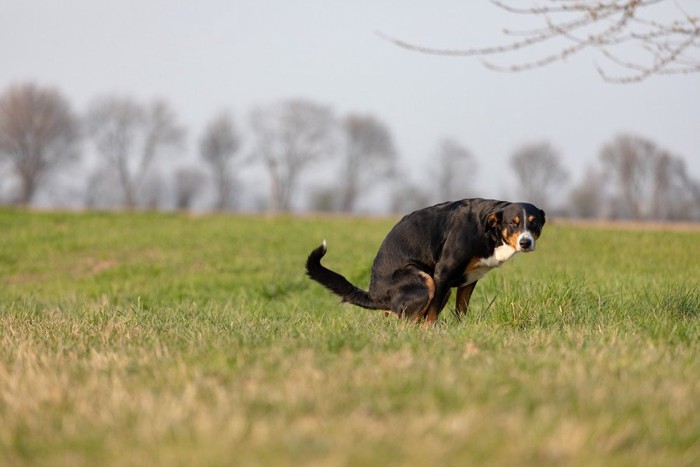 草原の中でウンチする黒い犬