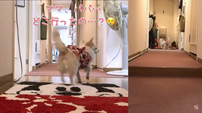 飼い主さんを探すまろみちゃん