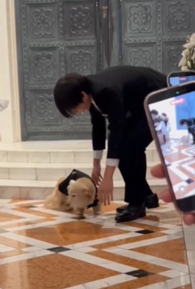 前を向かされる犬