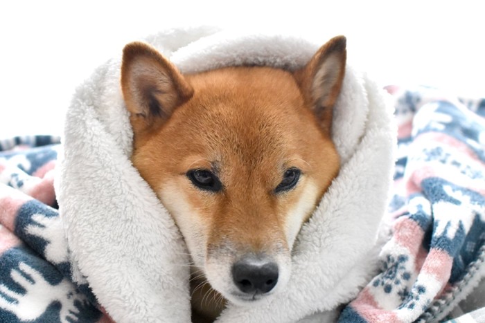 寒がりわんこ1