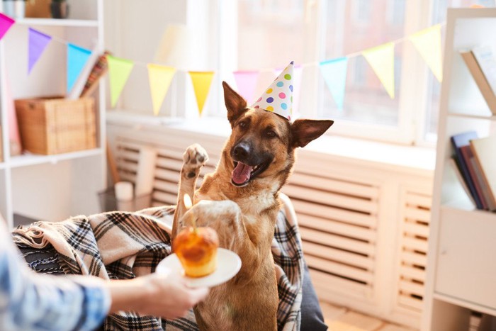 ホームパーティーにお呼ばれされた犬