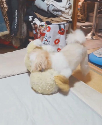 布団の上にぬいぐるみを運ぶ犬