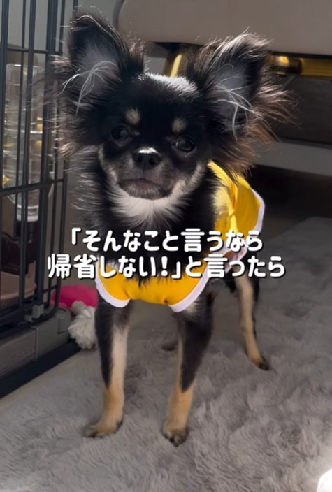 黒い小型犬の立ち姿