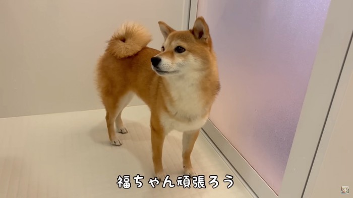 姉犬の福ちゃん