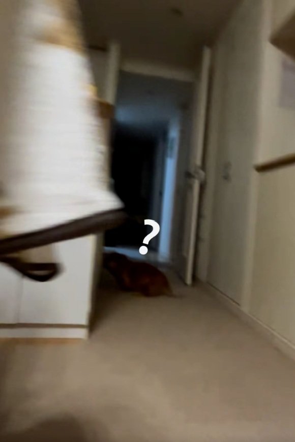 通せんぼする犬