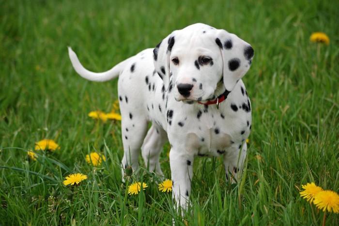 ダルメシアンの子犬