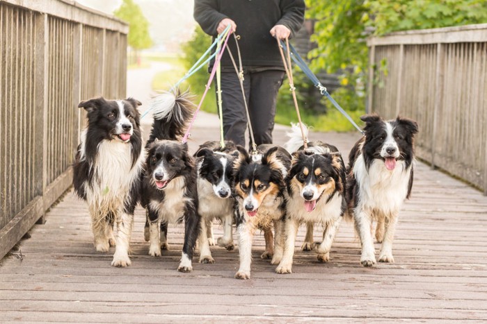 たくさんの犬を連れて散歩をしている写真