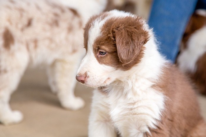 ブリタニースパニエルの子犬