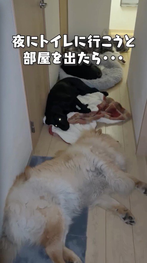 廊下に寝そべる4頭の犬