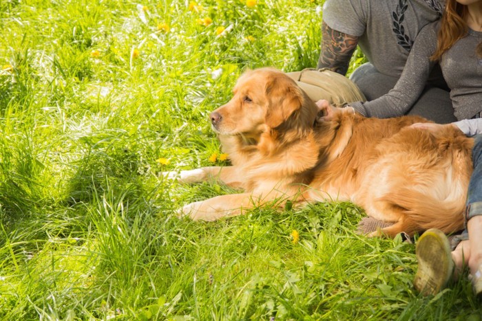 芝生の上で撫でられる犬