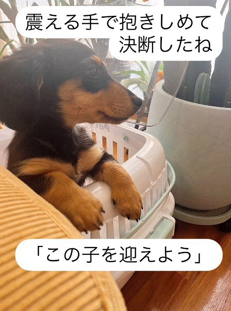 ネロちゃんを迎えてから…