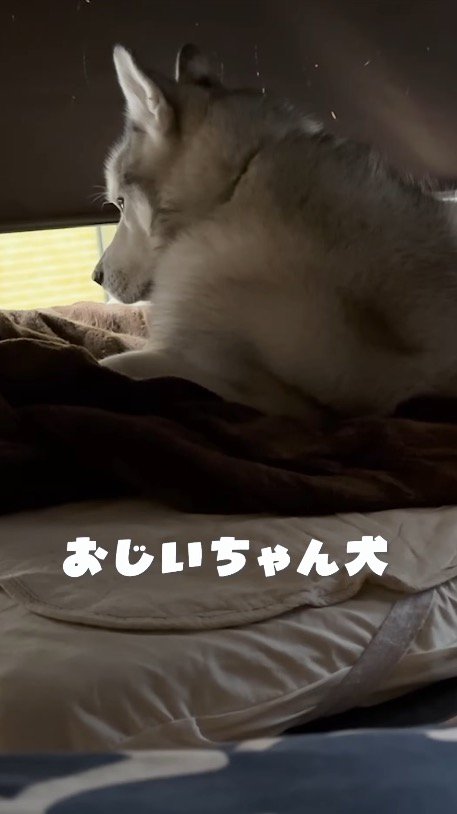 窓の隙間から外を覗くおじいちゃん犬