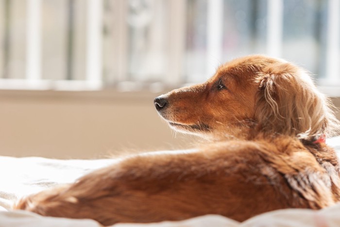 老犬の後ろ姿