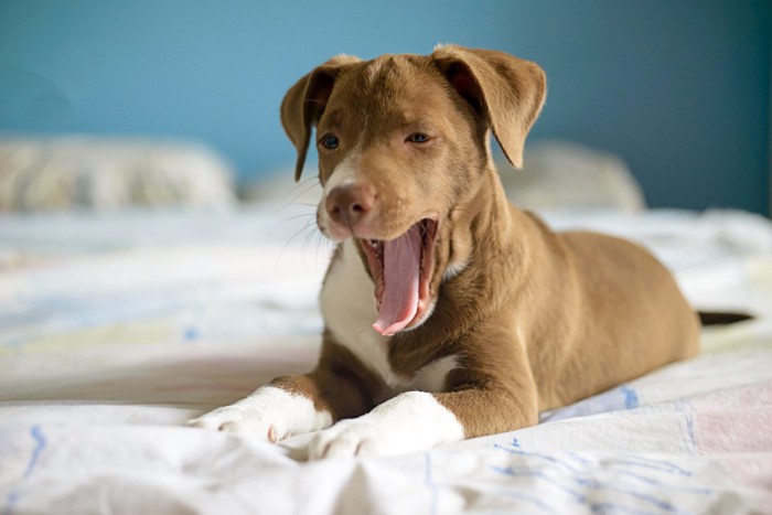 あくびする犬