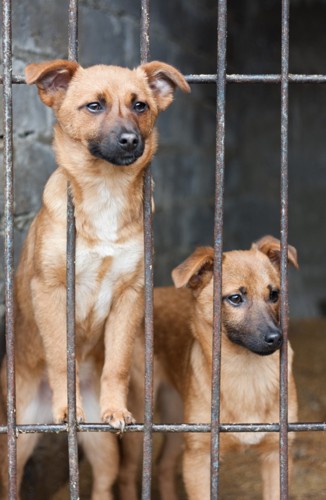 よく似た犬