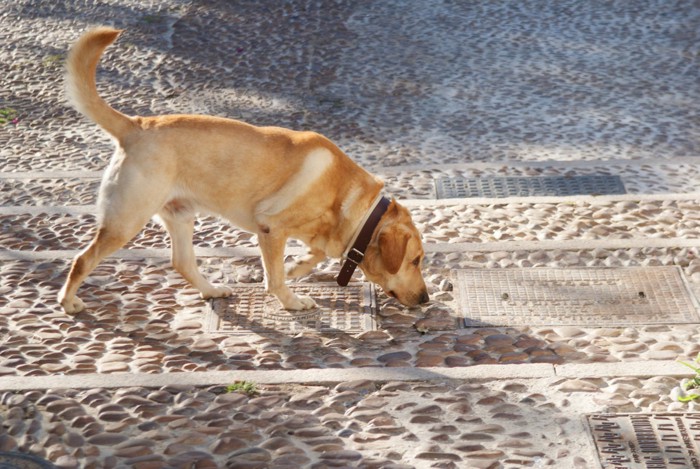 散歩中の犬