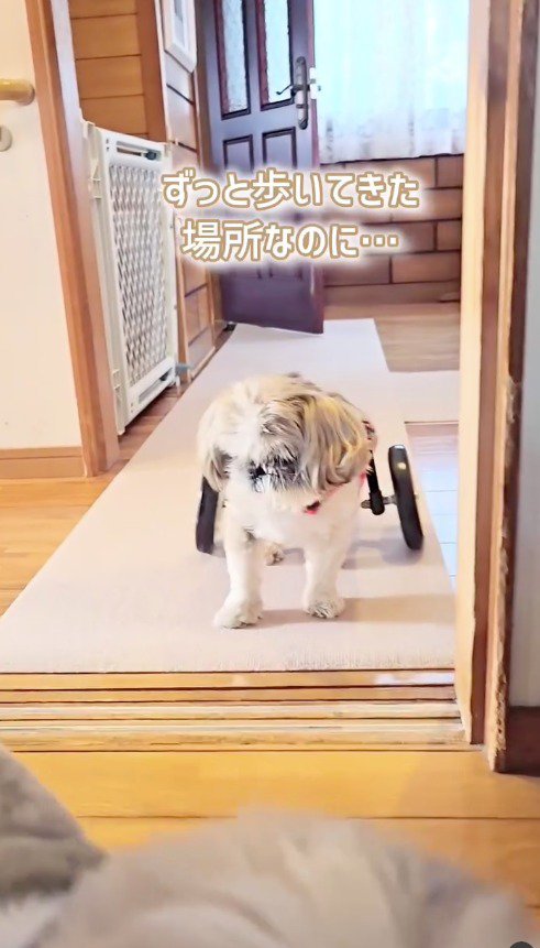 動けずに下を向く犬