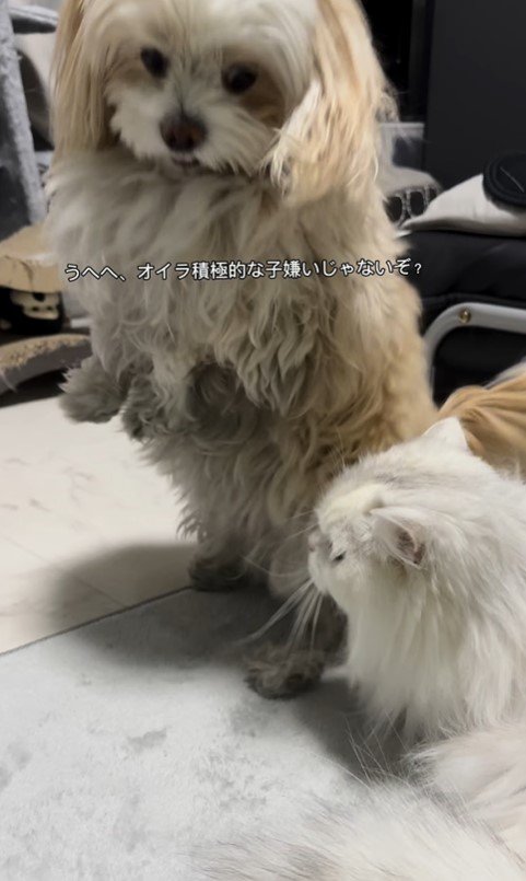 そあまるちゃんに甘える猫助ちゃん2